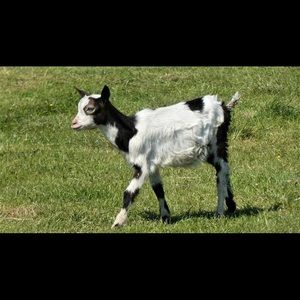 Meet your Posher, Ryanne